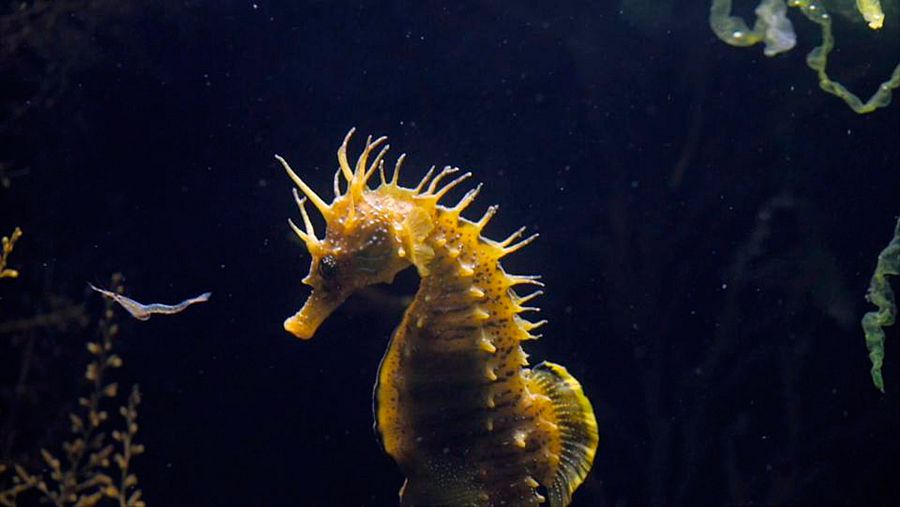 El caballito de mar es uno de los pocos grupos de peces monógamos