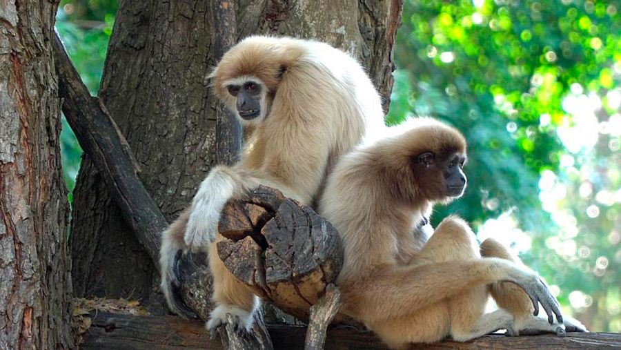El gibón forma pareja a partir de los 6 años