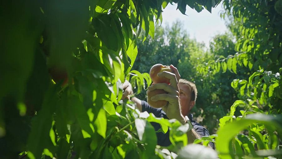 Sergi Balué recull la fruita de pinyol a Lleida | La Recepta Perduda