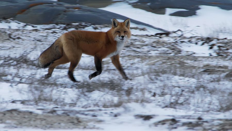 Zorro común pasea por la nieve.