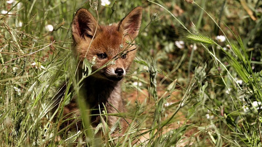 Cría de zorro común (Vulpes vulpes) en primavera.