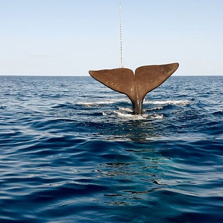 Los sonidos del mar o de la naturaleza reducen el estrés? Estos