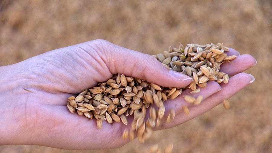 Mano sostiene arroz recién recogido