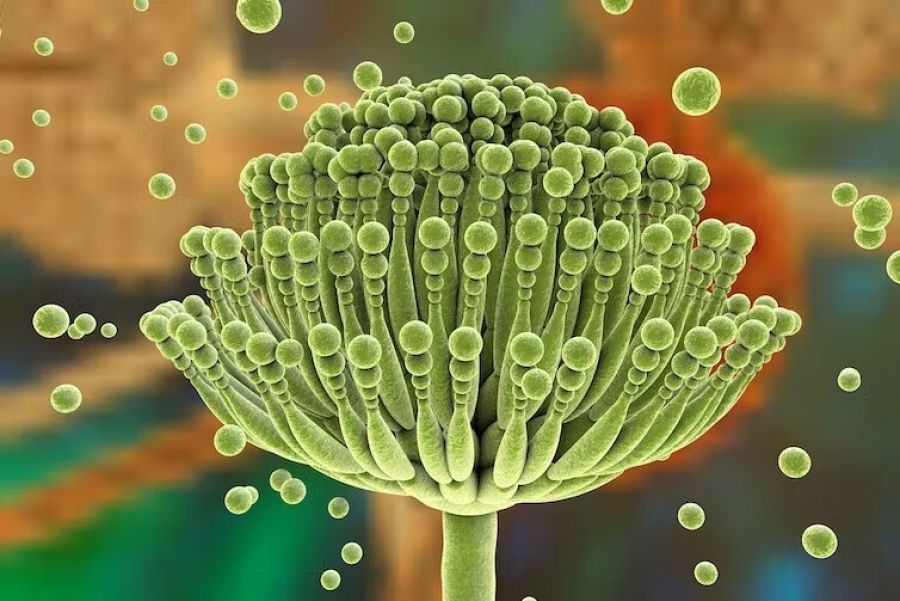 Infografía de Aspergillus fumigatus