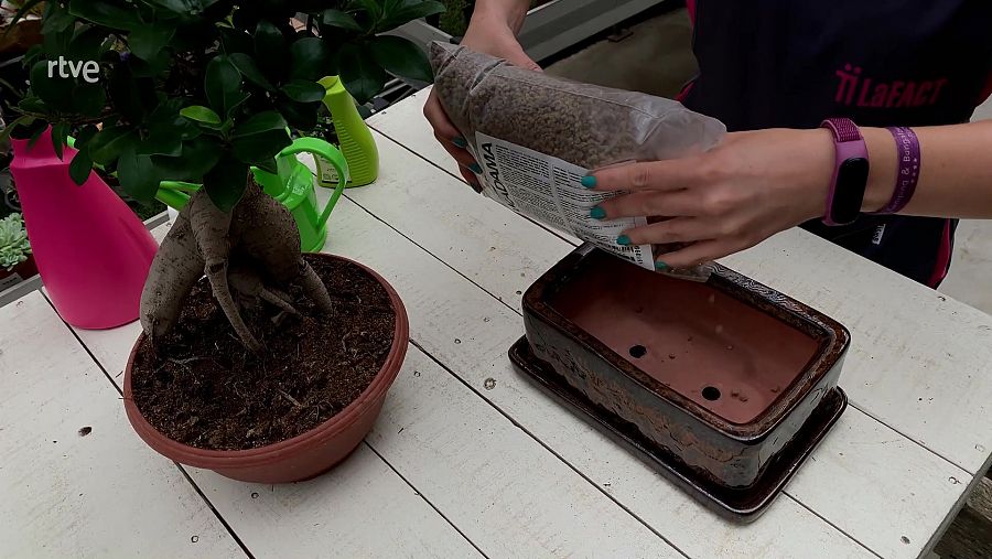 Afegeix akadama dins del nou test on trasplantaràs el bonsai