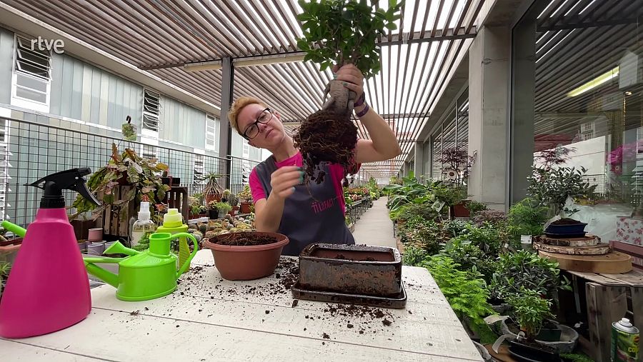 Treu la terra de les arrels del bonsai