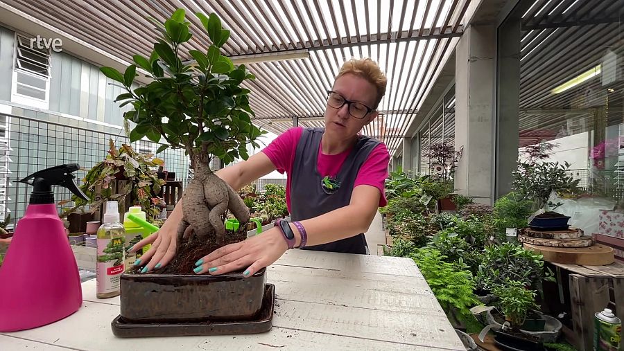 Abans de regar, prem la terra perquè el bonsai s'assenti