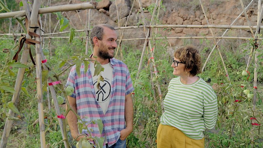 En Nil Puig ha trobat força dificultats aquest any en la collita de tomàquets de Montserrat