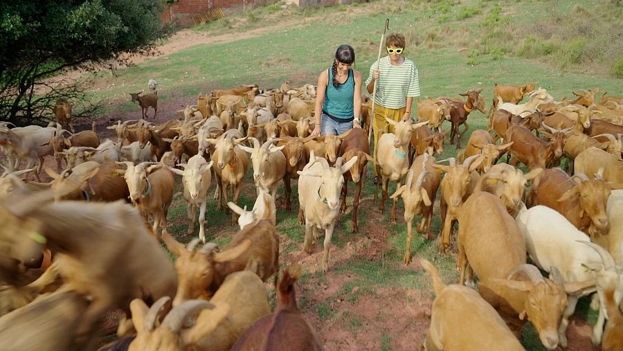 La Merlès va arribar a Vacarisses pel programa Life Montserrat, que vol afavorir la biodiversitat a la zona i prevenir incendis