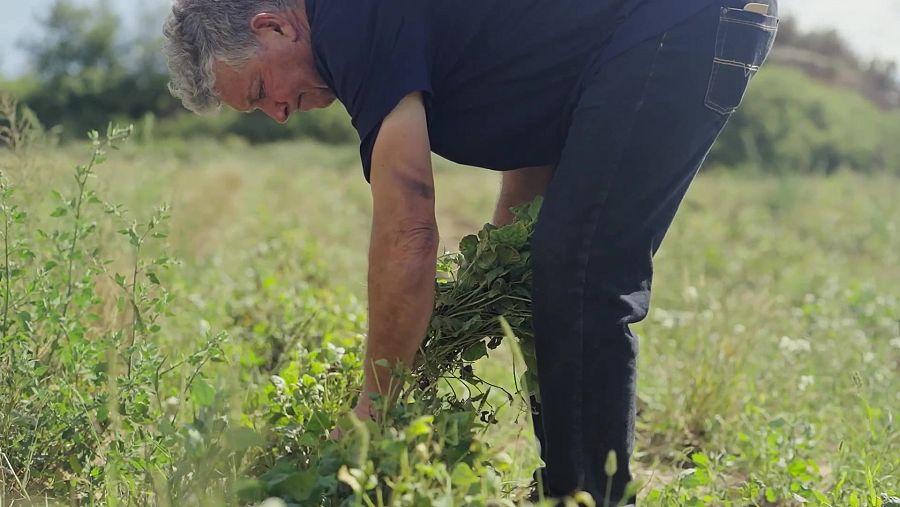 Josep Rius recol·lectant mongetes a 'La Recepta Perduda'