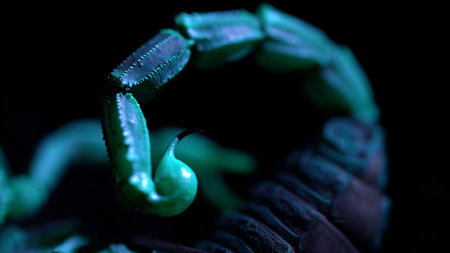 Detalle aguijón de escorpión