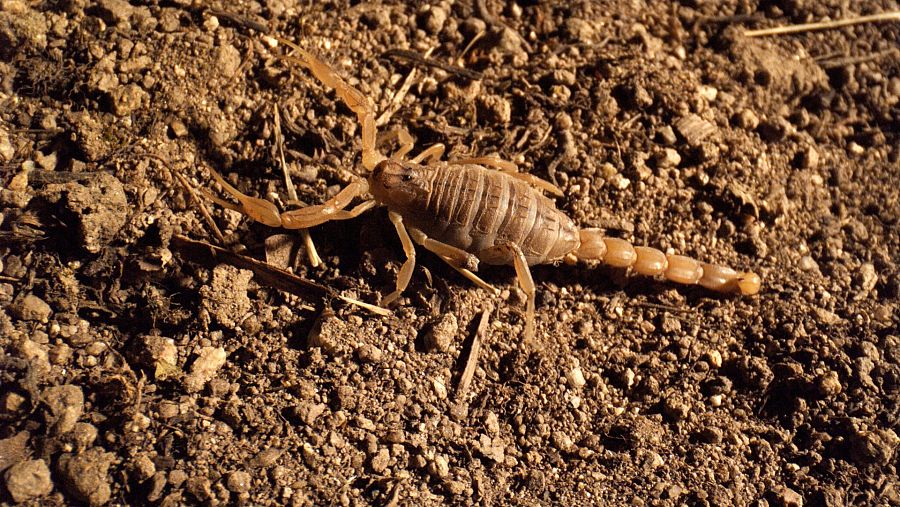 Escorpiones, alacranes y otros bichos peligrosos