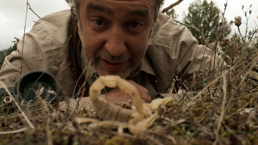 Primer plano presentador a ras de suelo y escorpión delante.