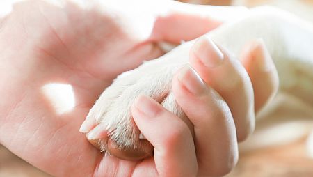 Muerte de una mascota