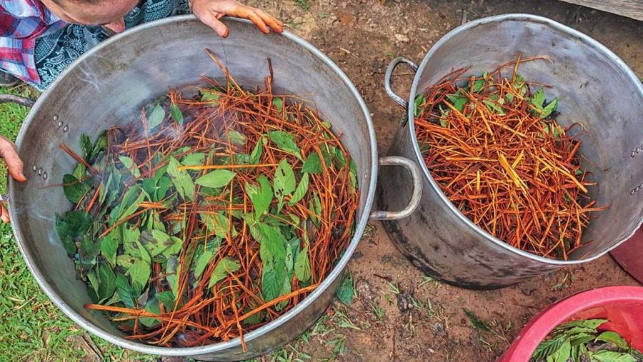 Banisteriopsis caapi i la Psychotria viridi, plantes típiques de la zona