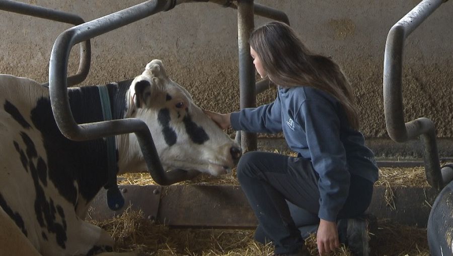 Laia Angrill con una de sus vacas lecheras