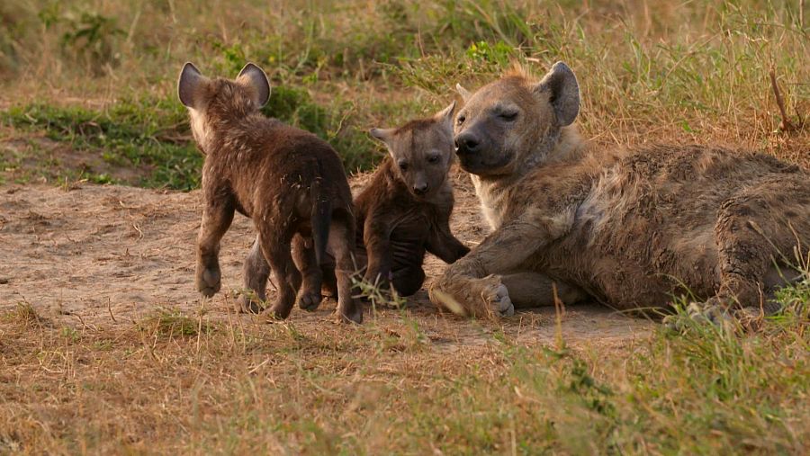 La hiena es el primer mamífero que viene a la cabeza cuando hablamos de carroñeros