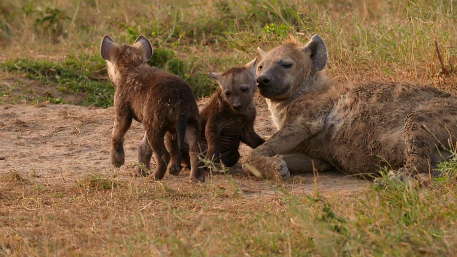 La hiena es el primer mamífero que viene a la cabeza cuando hablamos de carroñeros