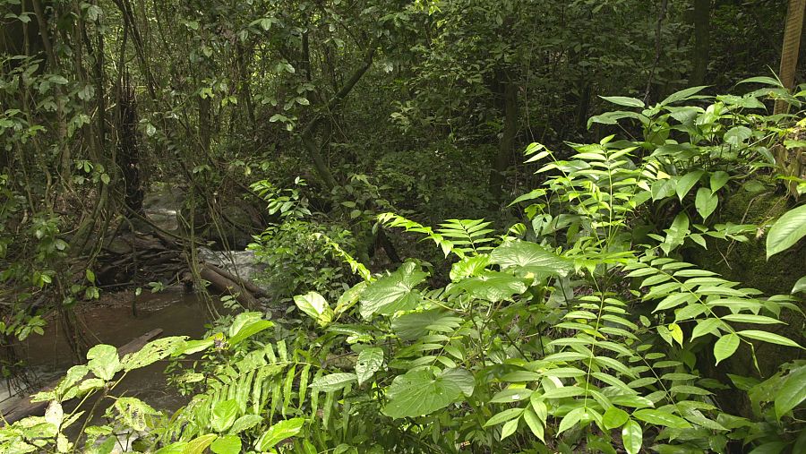 Vegetación propia de la selva africana con pequeño riachuelo, arbustos y árboles