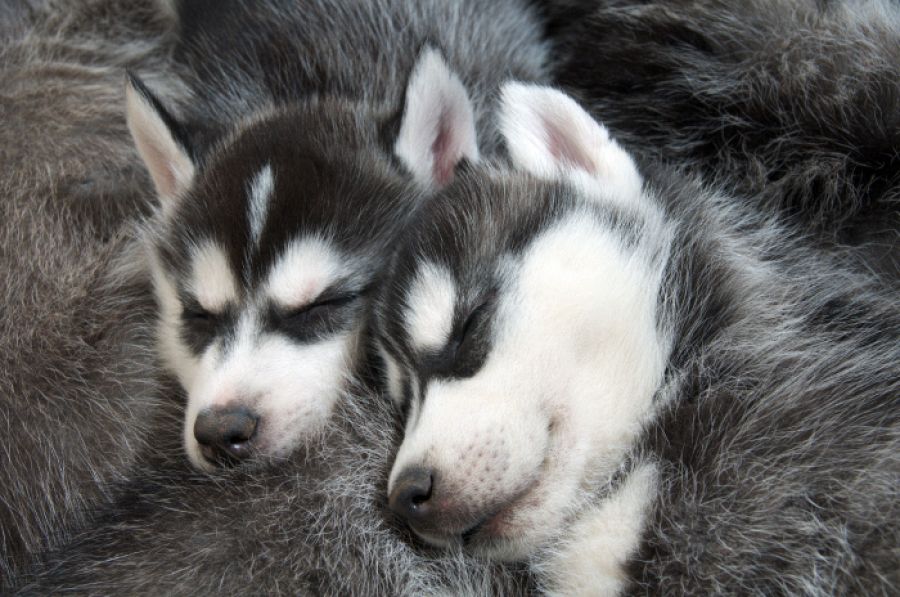 Husky perros nombres famosos