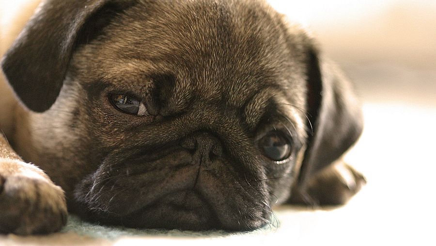 lista 2022 nombres para perros