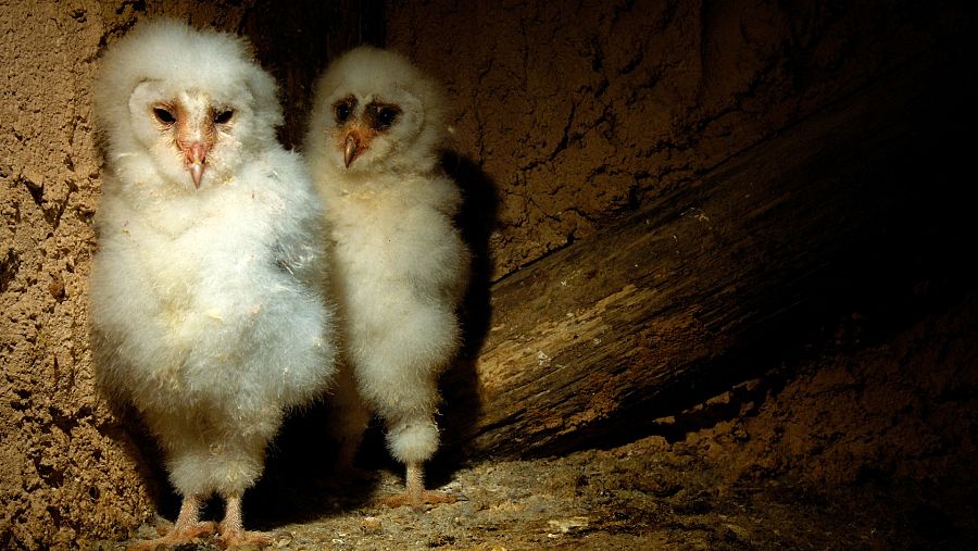 Pollos de lechuza en el nido