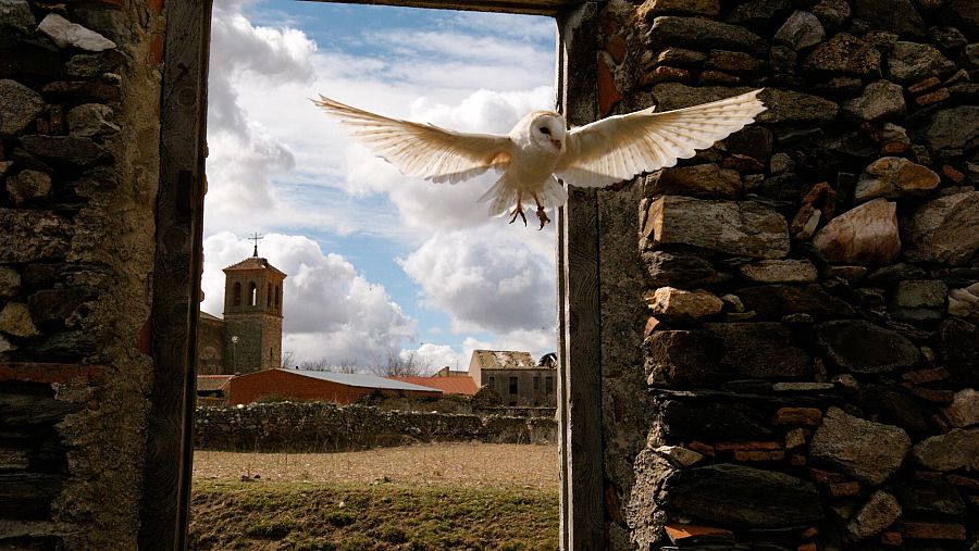 Lechuza común (Tyto alba)