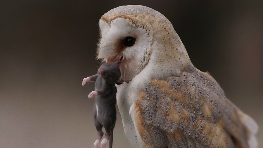 Cuaderno de campo: Lechuzas