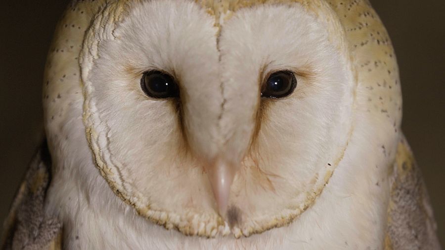 Lechuza común (Tyto alba) primer plano