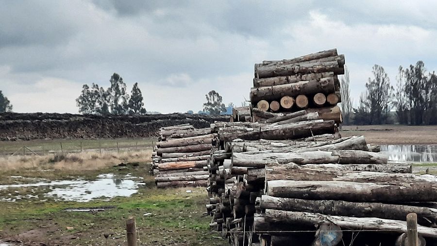 Maderera en Chile