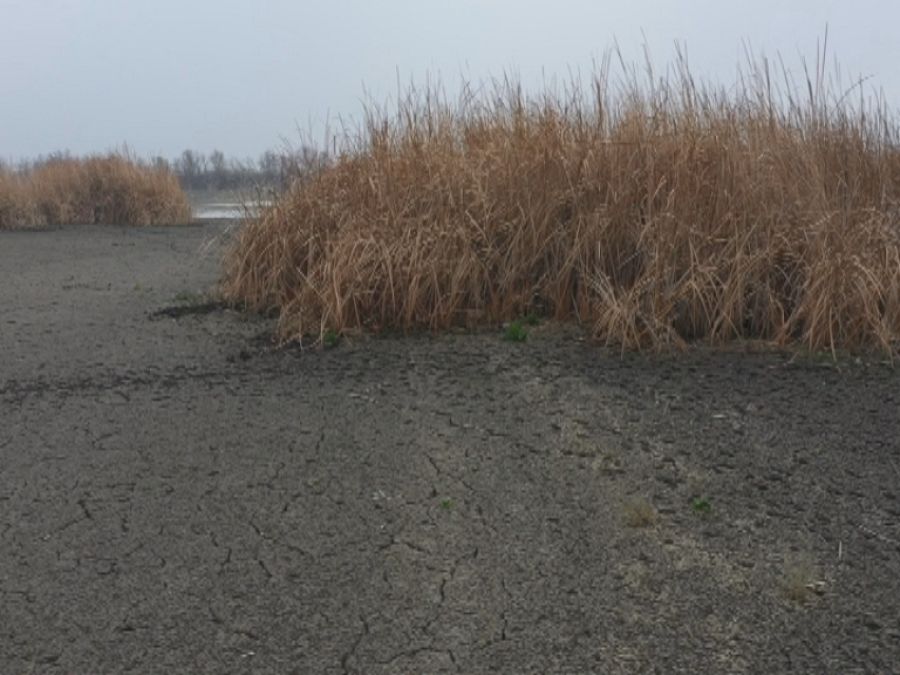 Las Tablas de Daimiel sin agua