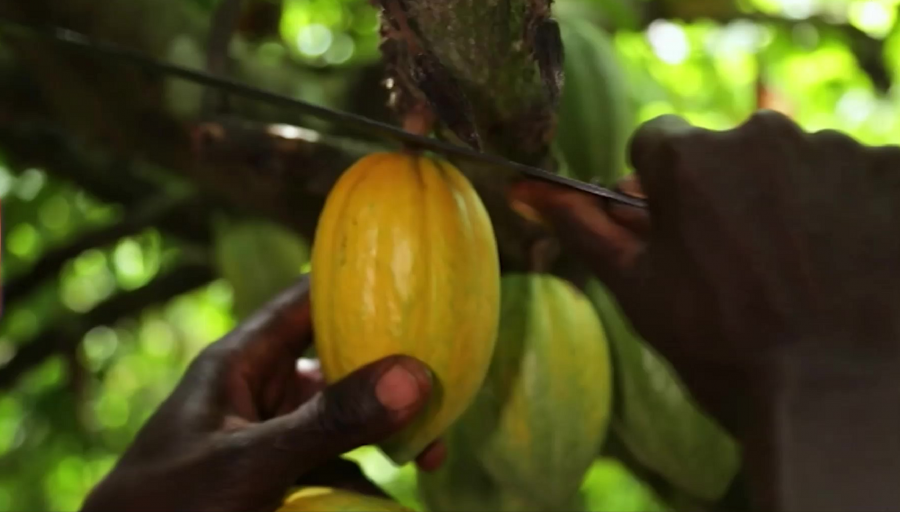 Collita del fruit de cacau per Casa Cacao | La Recepta Perduda