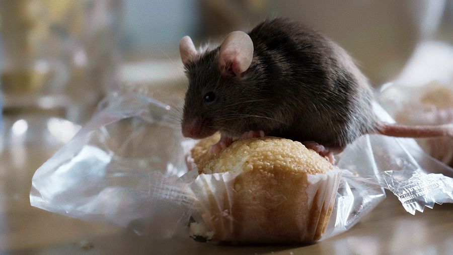 Ratón común (Mus musculus)