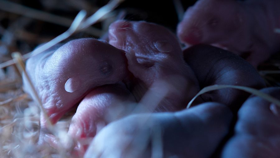 Crías de ratón común