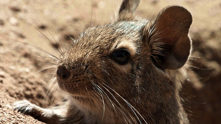 Rata común (Ratus ratus)