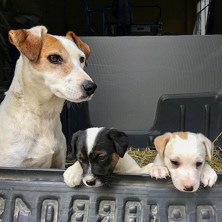 Foto de familia de Pipper con su madre y su hermana