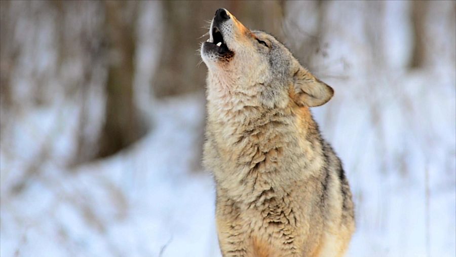 Lobo aullando