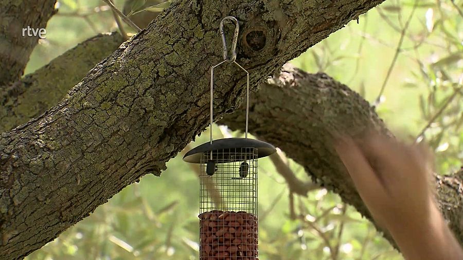 Aliment per atraure els ocells