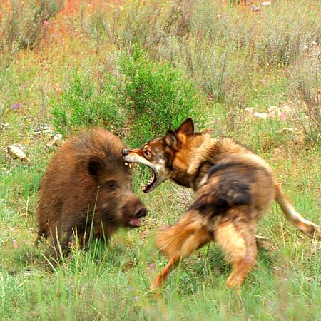 Lobo y jabalí peleando