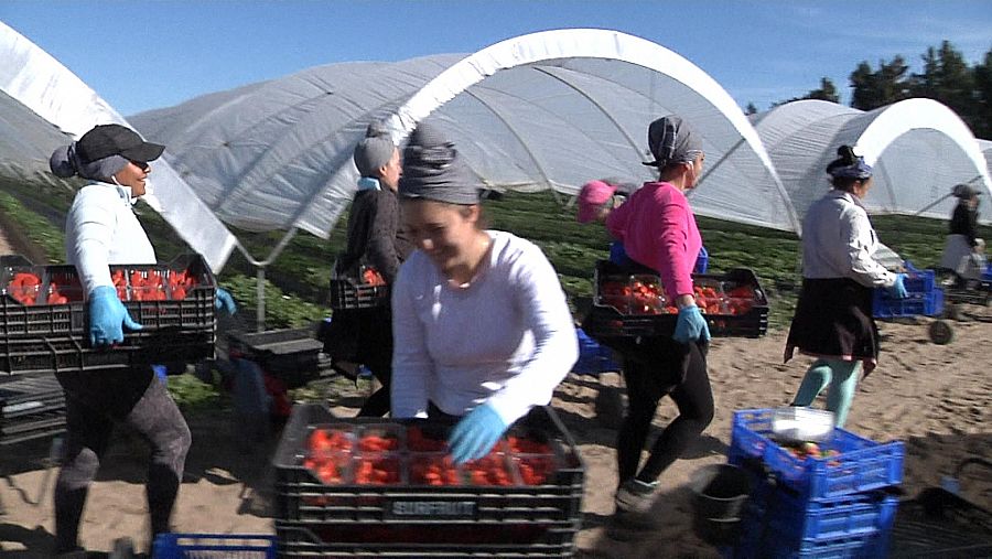 Trabajadoras temporales en invernaderos de berréis