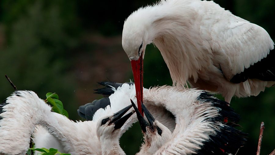 Cigüeña blanca (Ciconia ciconia)