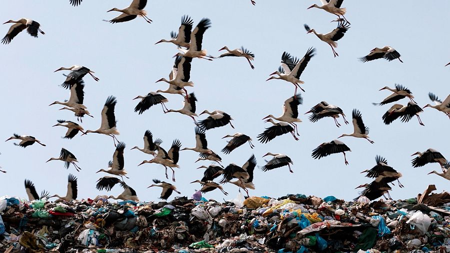 Grupo numeroso de cigüeñas blancas