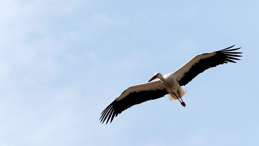Cigüeña blanca (Ciconia ciconia) en vuelo