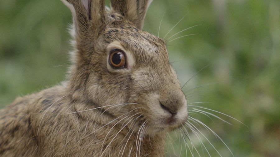 La visión del conejo es periférica