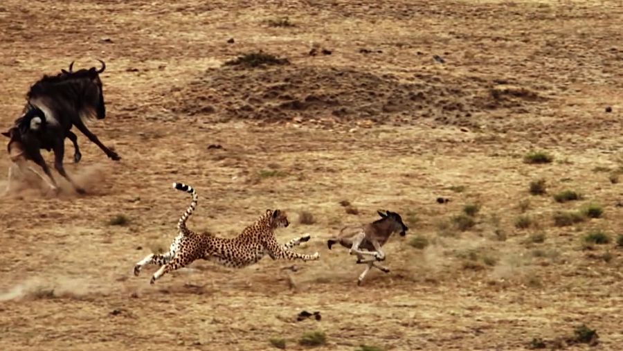 Siempre se habla de los depredadores y no de los depredados