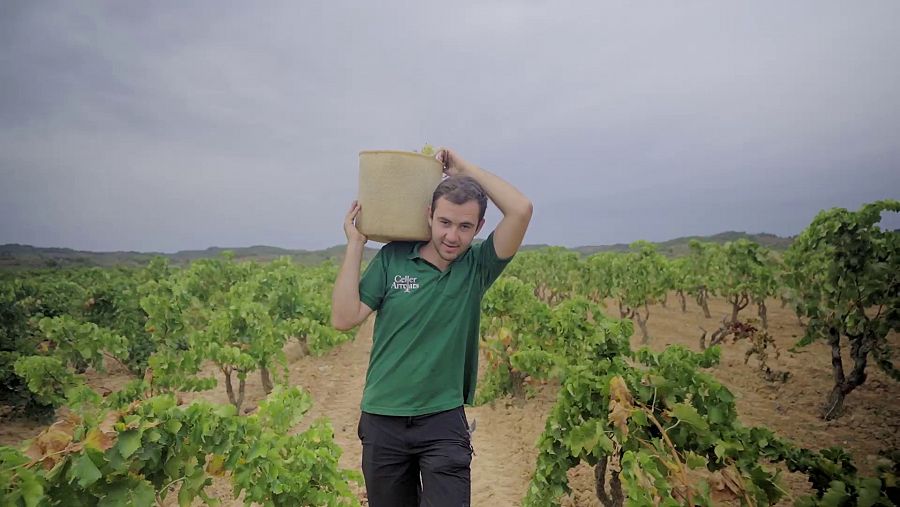 Sergi Pallarés és un dels enòlegs més joves de la Terra Alta amb 24 anys