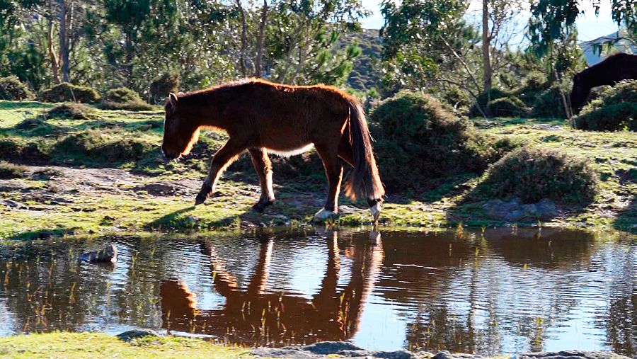 Caballos salvajes en Galicia