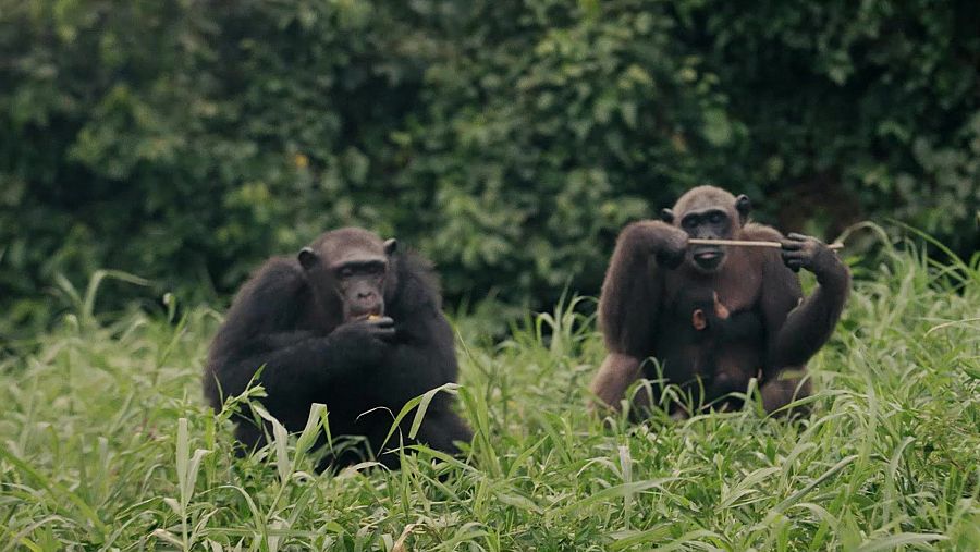 Jordi Sabater Pi descubrimiento chimpances herramientas