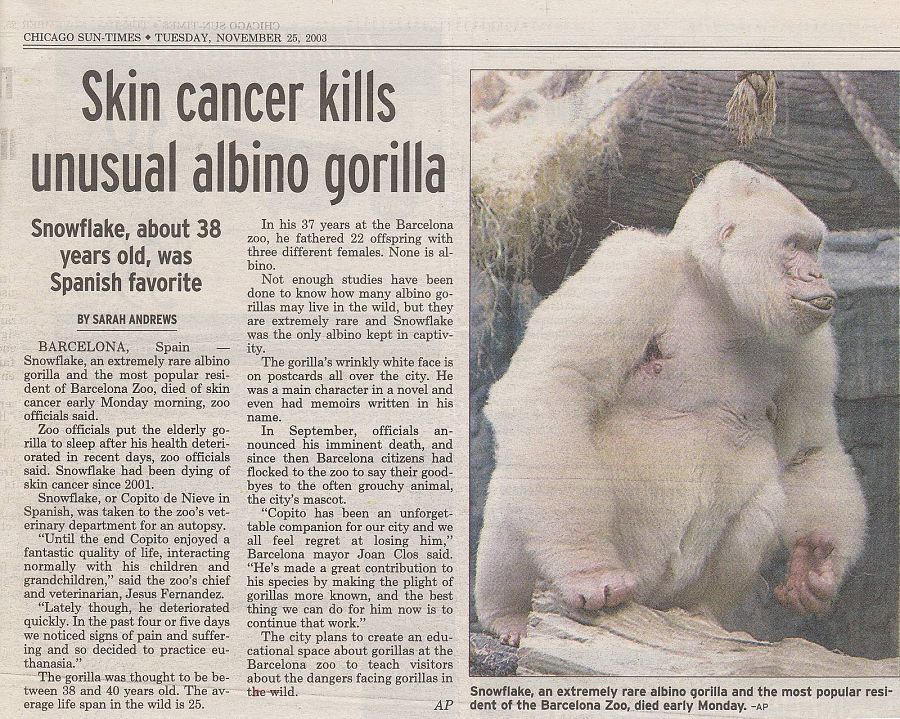 Copito de nieve zoo Barcelona muerte impacto causas