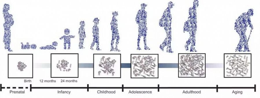 Lo que pensamos y sentimos afecta a la microbiota (y viceversa)